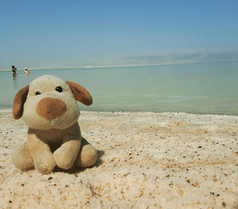 Parmesolino diz: "Au! Mar morto bom! Tem gosto de baconzitos! Au"